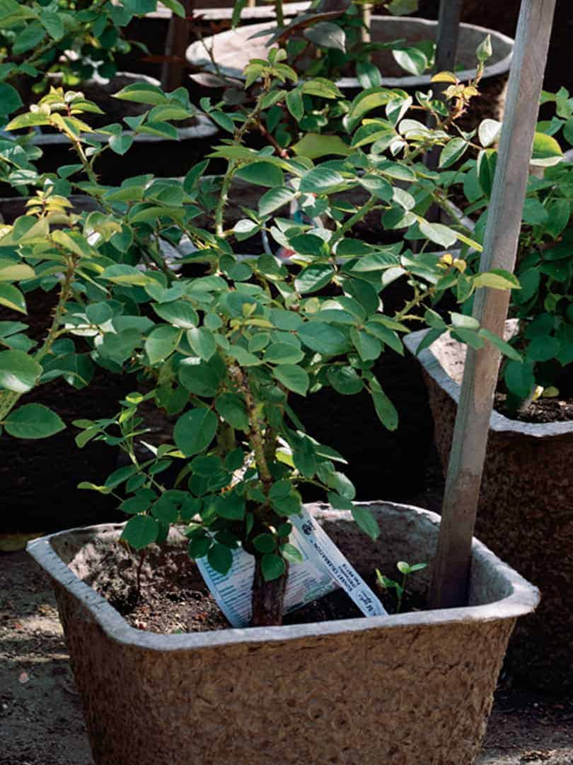 plant-nursery-09c
