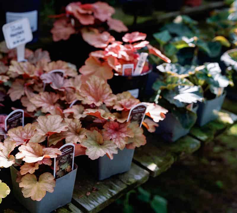 plant-nursery-10c
