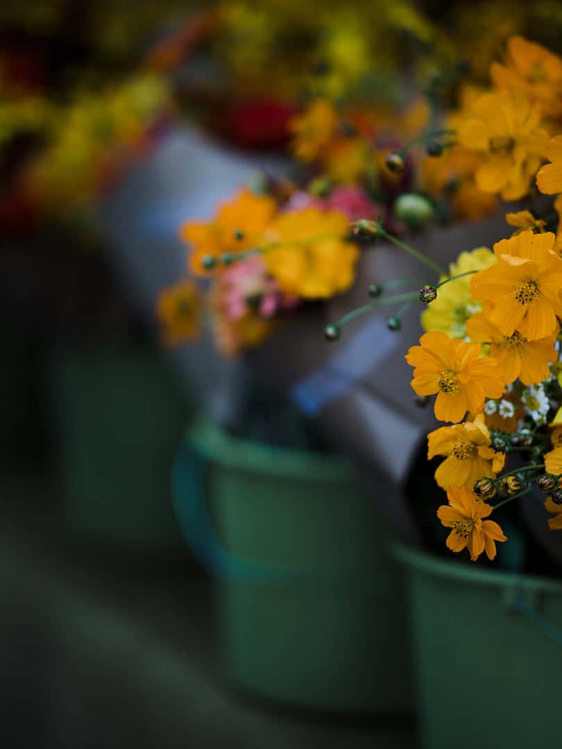 plant-nursery-15b